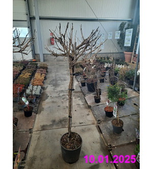 Campsis radicans C 15 L